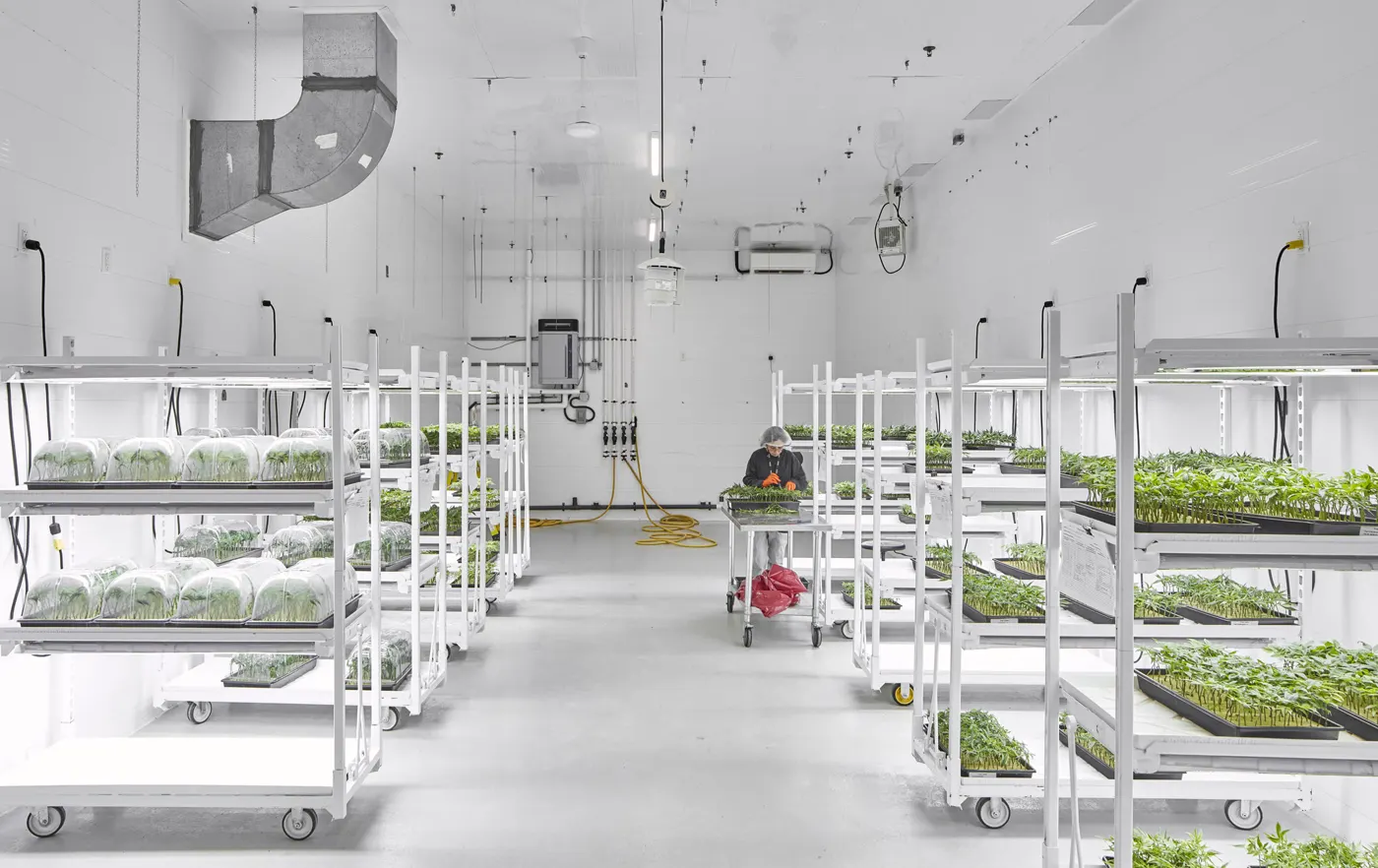 Inside a Canopy Growth cultivation facility