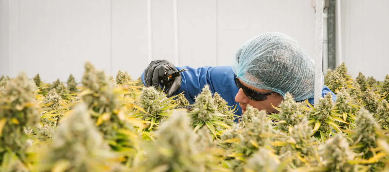 A Canopy Growth cultivator tending cannabis plants